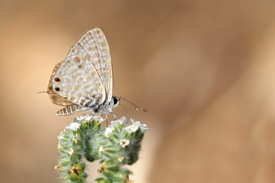 Lang’s Short-tailed Blue