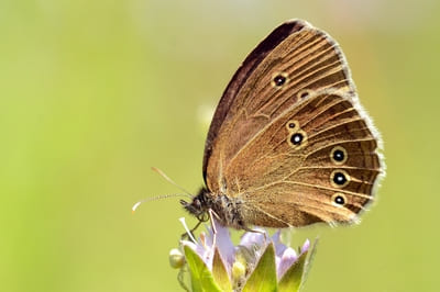 Ringlet