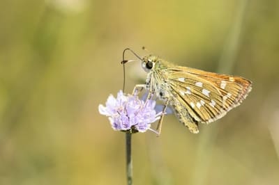 Silver-spotted Skipper