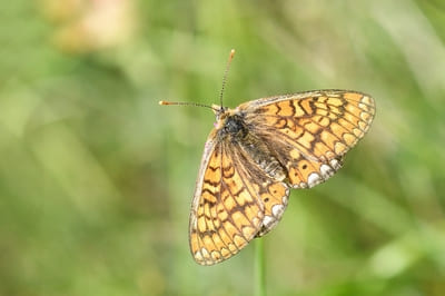 Marsh Fritillary