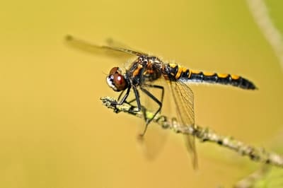 Northern White-faced Darter