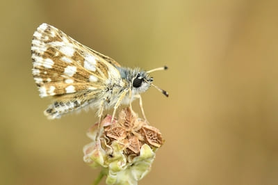 Orbed Red-underwing Skipper