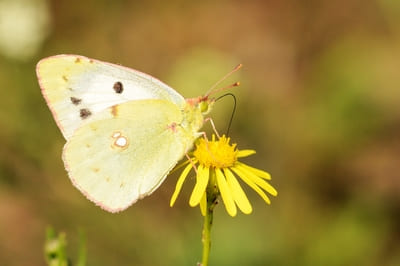 Clouded Yellow