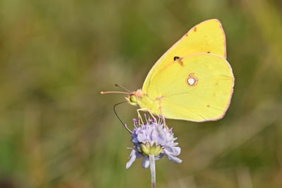 Clouded Yellow