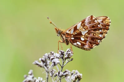 Violet Fritillary