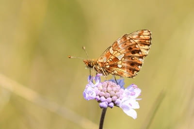 Weaver’s Fritillary