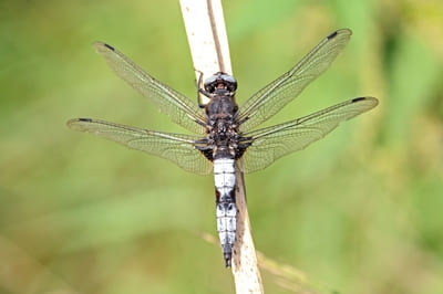 Broad-bodied Chaser