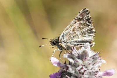 Tufted marbled skipper