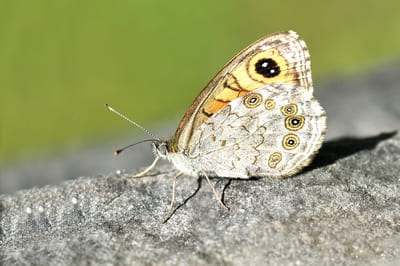 Large Wall Brown