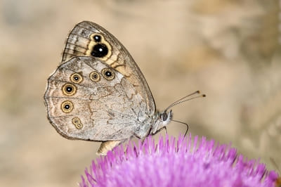 Large Wall Brown