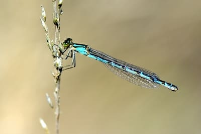 Northern Damselfly