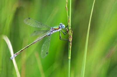 Scarce Emerald Damselfly