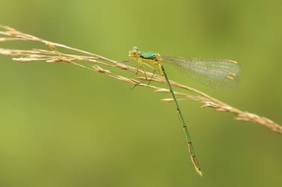 Small Emerald Spreadwing