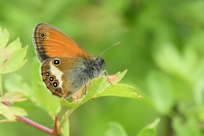 Pearly Heath