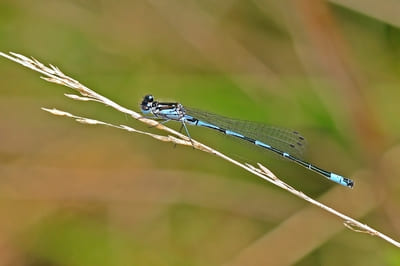 Variable Damselfly