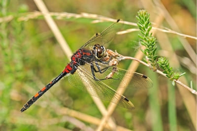 White-faced Darter