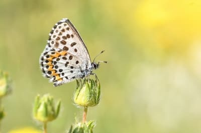 Chequered Blue