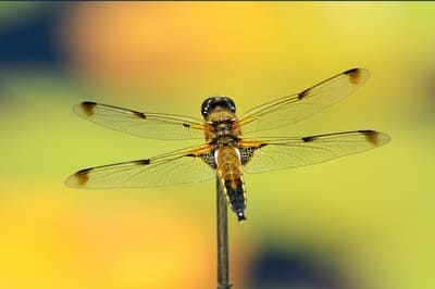 Four-Spotted Chaser