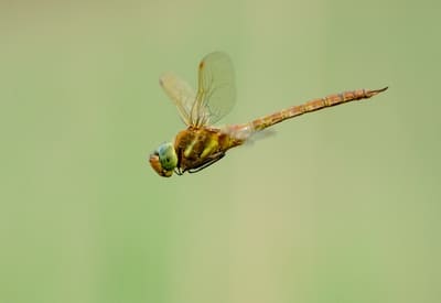 Norfolk Hawker