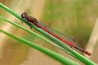 Large Red Damselfly