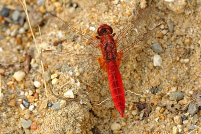 Scarlet Darter