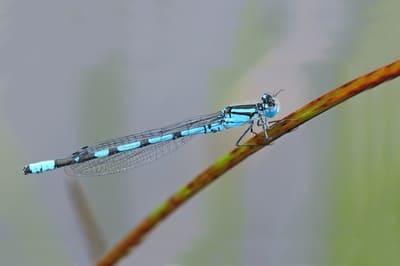 Common Blue Damselfly