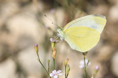 Mountain Small White