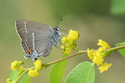 Blue-spot Hairstreak