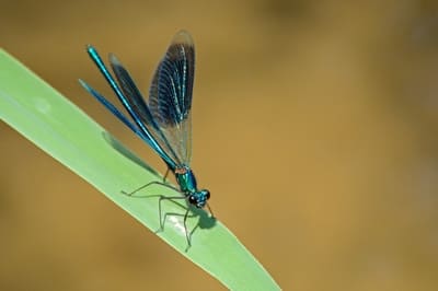 Banded Demoiselle