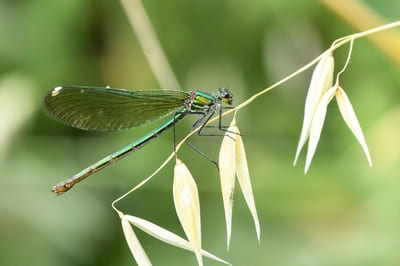 Banded Demoiselle