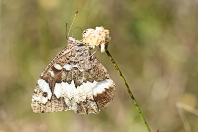 Great Banded Grayling