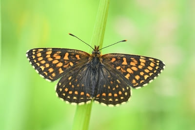 False Heath Fritillary