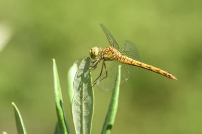 Southern Darter