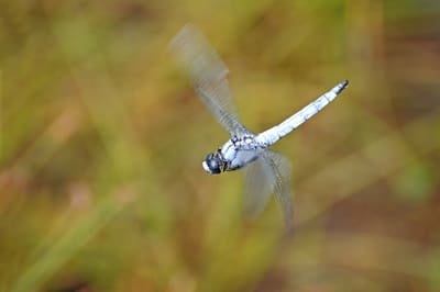 southern Skimmer