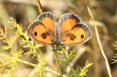 Southern Gatekeeper