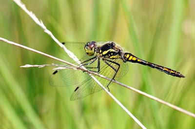 Black Darter