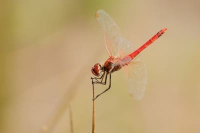 Red-veined Darter