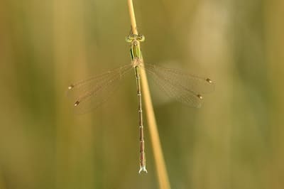 Shy Emerald Damselfly