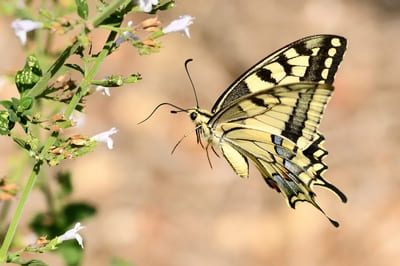 Swallowtail