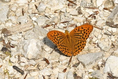 Silver-washed fritillary