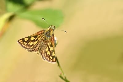 Chequered Skipper