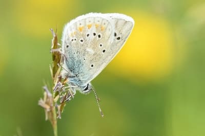  Turquoise blue