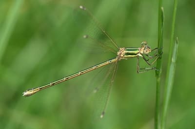 ​Shy Emerald Damselfly