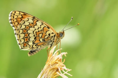Knapweed fritillary