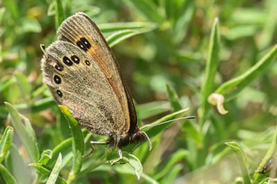 Dalmatian Ringlet