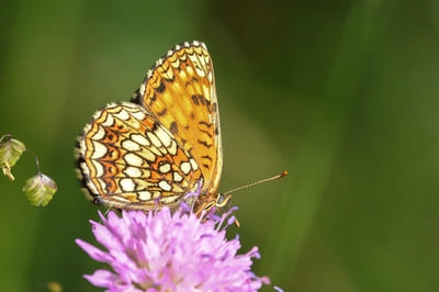 False Heath Fritillary