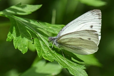 ​Green-veined White