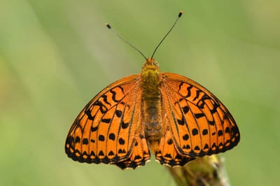 ​Dark green fritillary