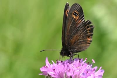 ​Bright-eyed Ringlet