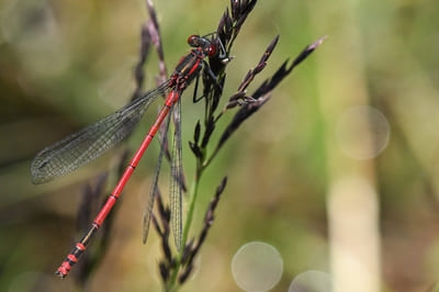 ​Large Red Damselfly